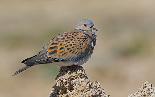 Foto - Aman çok dikkat edin! Bu hayvana zarar vermenin cezası 100 bin lira