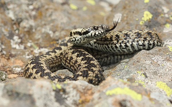 Foto - Aman çok dikkat edin! Bu hayvana zarar vermenin cezası 100 bin lira
