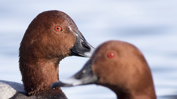 Foto - Aman çok dikkat edin! Bu hayvana zarar vermenin cezası 100 bin lira