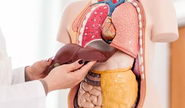 Foto - Aman çok dikkat edin! İşte karaciğer yağlanmasının belirtileri