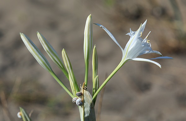 Foto - Aman dikkat! 244 bin liranız yoksa bu çiçeğin yanından geçmeyin