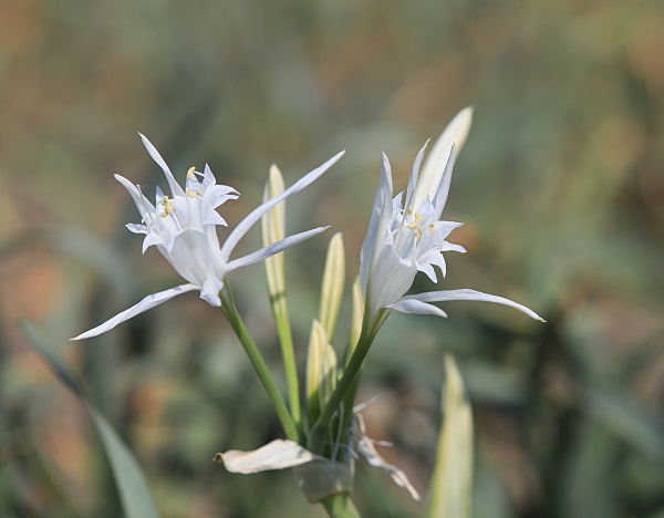 Foto - Aman dikkat! 244 bin liranız yoksa bu çiçeğin yanından geçmeyin