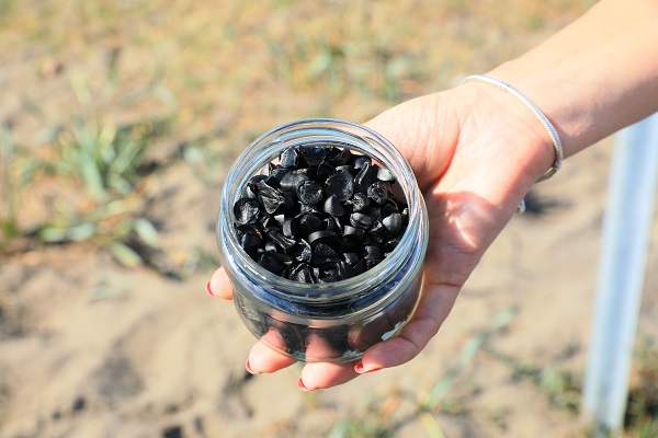 Foto - Aman dikkat! 244 bin liranız yoksa bu çiçeğin yanından geçmeyin