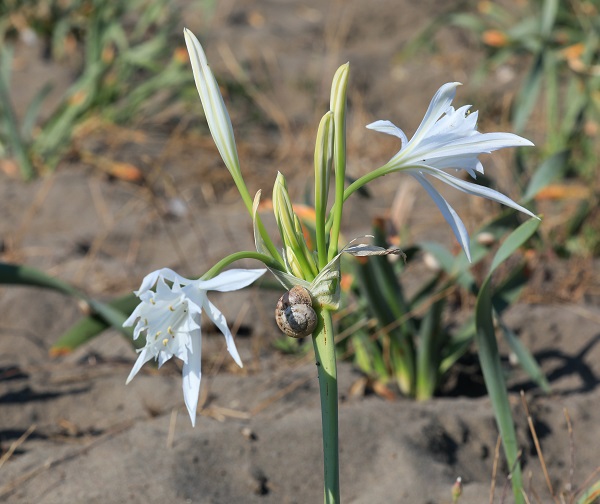 Foto - Aman dikkat! 244 bin liranız yoksa bu çiçeğin yanından geçmeyin