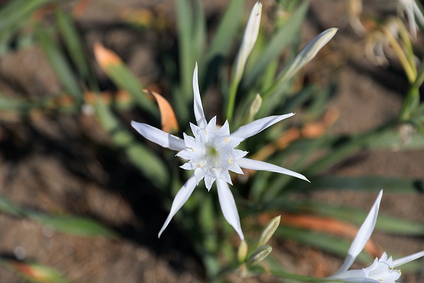 Foto - Aman dikkat! 244 bin liranız yoksa bu çiçeğin yanından geçmeyin