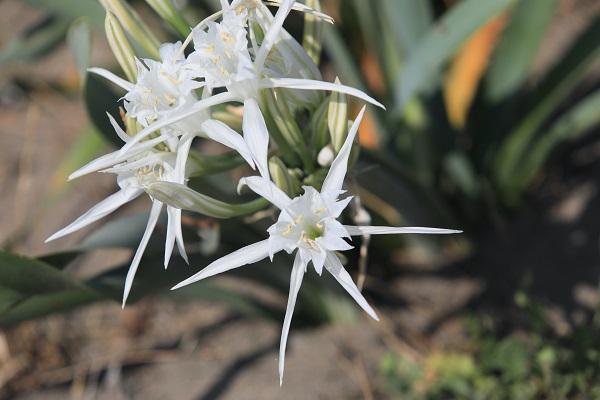 Foto - Aman dikkat! 244 bin liranız yoksa bu çiçeğin yanından geçmeyin