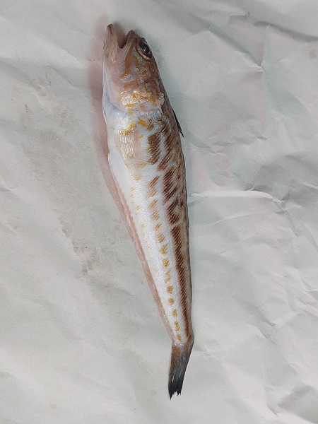 Foto - Aman dikkat! Bu balık zehirli