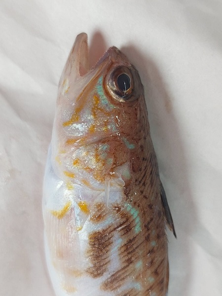 Foto - Aman dikkat! Bu balık zehirli