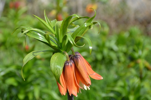 Foto - Aman dikkat! Bu çiçeği koparmanın cezası 75 bin lira