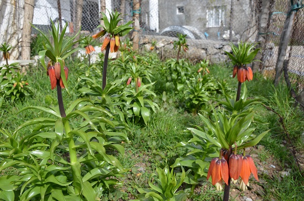 Foto - Aman dikkat! Bu çiçeği koparmanın cezası 75 bin lira
