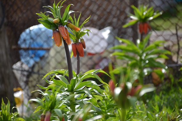 Foto - Aman dikkat! Bu çiçeği koparmanın cezası 75 bin lira