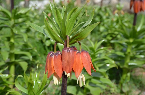 Foto - Aman dikkat! Bu çiçeği koparmanın cezası 75 bin lira