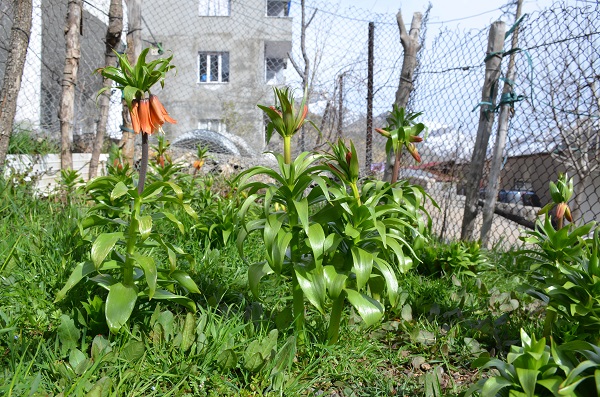 Foto - Aman dikkat! Bu çiçeği koparmanın cezası 75 bin lira
