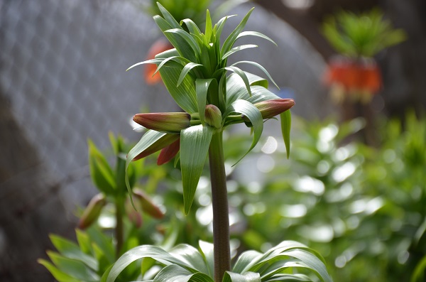 Foto - Aman dikkat! Bu çiçeği koparmanın cezası 75 bin lira