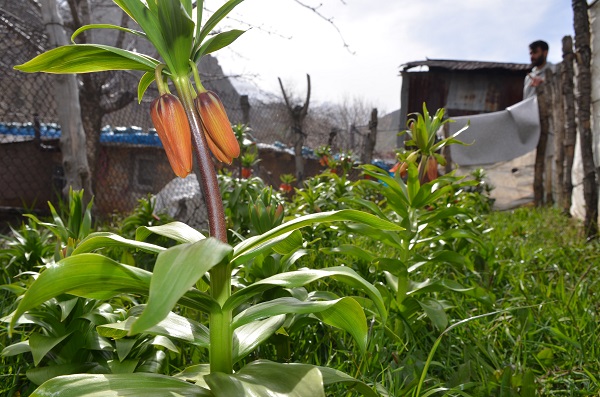 Foto - Aman dikkat! Bu çiçeği koparmanın cezası 75 bin lira