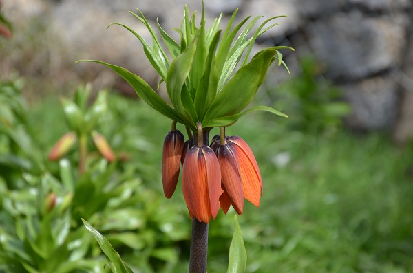 Aman dikkat! Bu çiçeği koparmanın cezası 75 bin lira