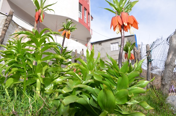 Foto - Aman dikkat! Bu çiçeği koparmanın cezası 75 bin lira