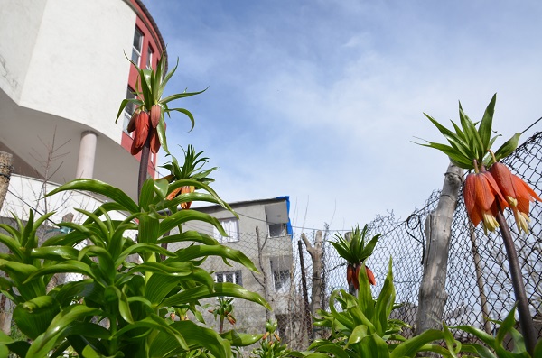 Foto - Aman dikkat! Bu çiçeği koparmanın cezası 75 bin lira