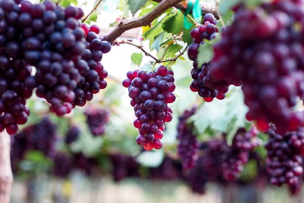 Foto - Aman dikkat! Bu meslekler tansiyon hastası yapıyor