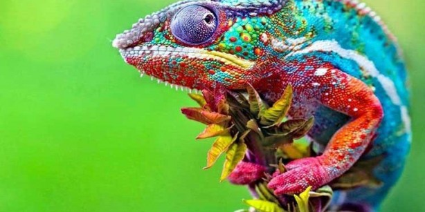 Foto - Aman dikkat! Bu sefer öyle bir kamufle oldu ki, gören inanamadı! Sakata gelmeyin sonra 