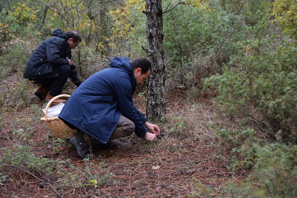 Foto - Aman dikkat! Bu tür çok zehirli! 