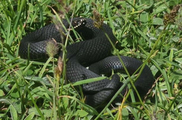 Aman dikkat: Bu yılan Bursa'da bulundu! Tek ısırıkla yüz kişiyi öldürebilir