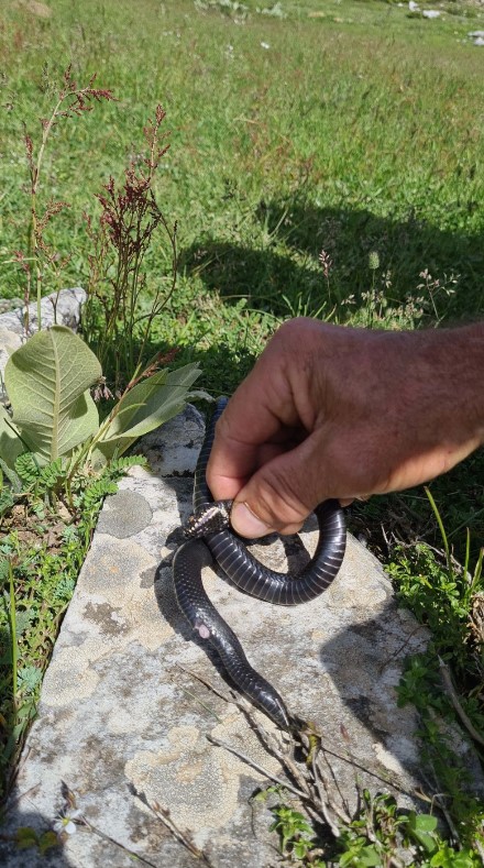 Foto - Aman dikkat: Bu yılan Bursa'da bulundu! Tek ısırıkla yüz kişiyi öldürebilir