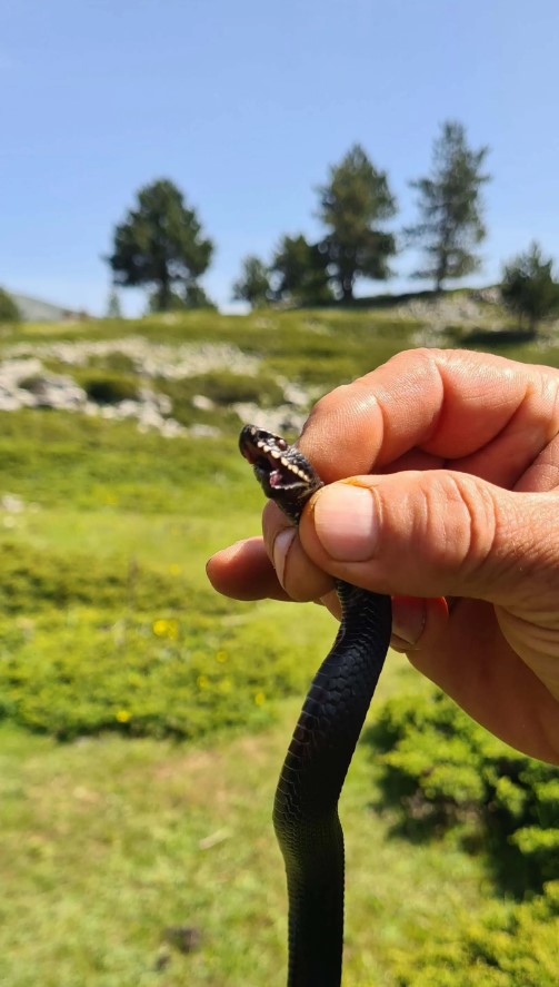 Foto - Aman dikkat: Bu yılan Bursa'da bulundu! Tek ısırıkla yüz kişiyi öldürebilir