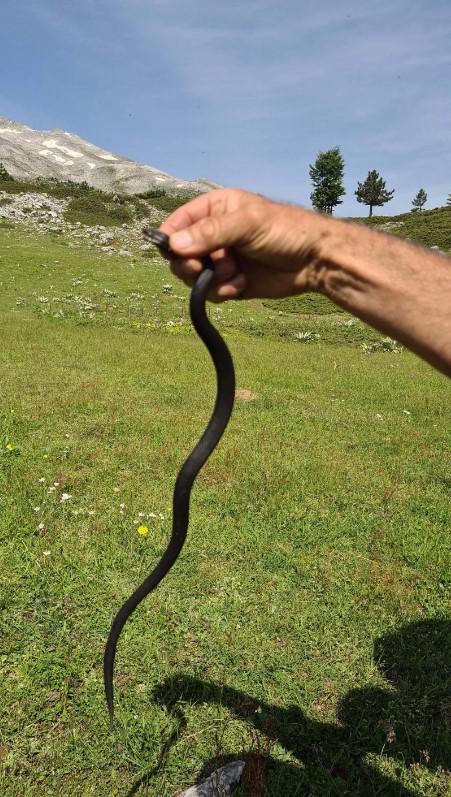 Foto - Aman dikkat: Bu yılan Bursa'da bulundu! Tek ısırıkla yüz kişiyi öldürebilir