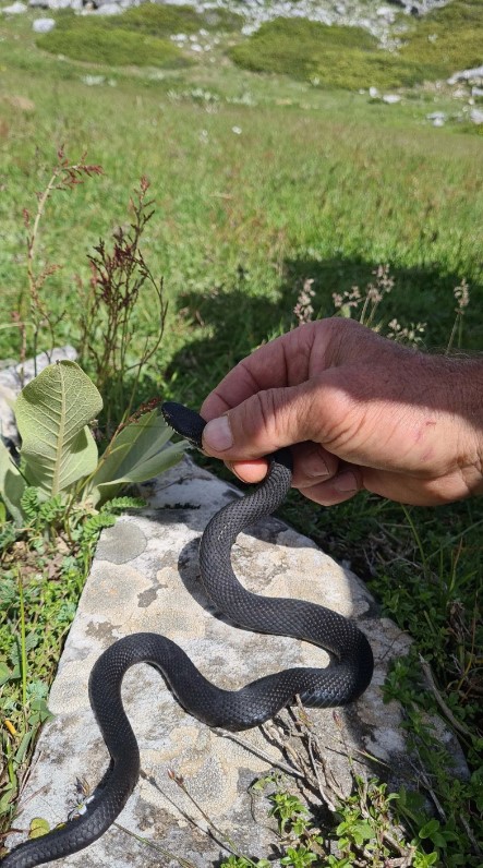 Foto - Aman dikkat: Bu yılan Bursa'da bulundu! Tek ısırıkla yüz kişiyi öldürebilir