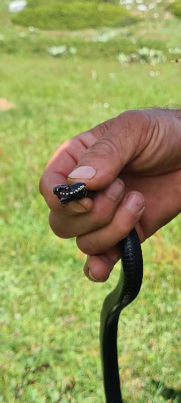 Foto - Aman dikkat: Bu yılan Bursa'da bulundu! Tek ısırıkla yüz kişiyi öldürebilir