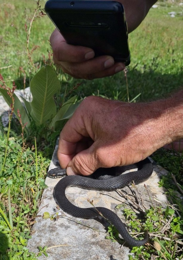 Foto - Aman dikkat: Bu yılan Bursa'da bulundu! Tek ısırıkla yüz kişiyi öldürebilir