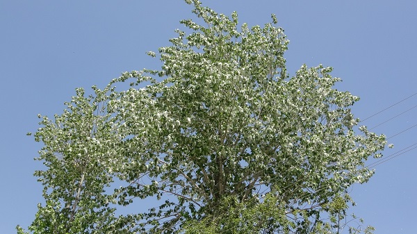 Foto - Aman dikkat! Sakın maskesiz dışarı çıkmayın