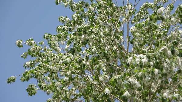 Foto - Aman dikkat! Sakın maskesiz dışarı çıkmayın