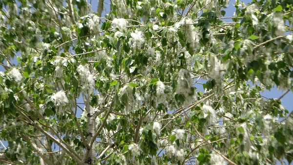 Aman dikkat! Sakın maskesiz dışarı çıkmayın