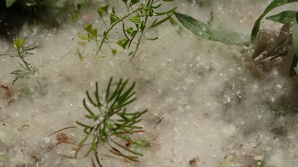 Foto - Aman dikkat! Sakın maskesiz dışarı çıkmayın