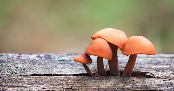 Foto - Aman dikkat vakalar arttı! Sağlıklı diye yerken hastanelik olmayın