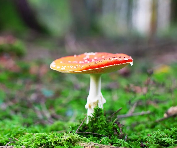 Foto - Aman dikkat vakalar arttı! Sağlıklı diye yerken hastanelik olmayın