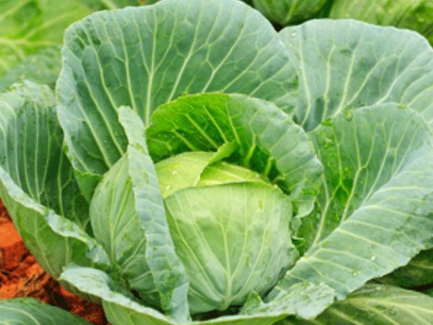 Foto - Aman dikkat! Yumurtayı böyle yerseniz öldürücü olabilir