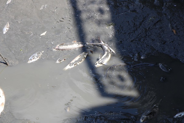 Foto - Aman dikkat zehirli olabilir! Buradan tutulan balıkları sakın yemeyin