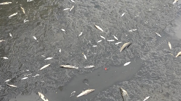 Foto - Aman dikkat zehirli olabilir! Buradan tutulan balıkları sakın yemeyin