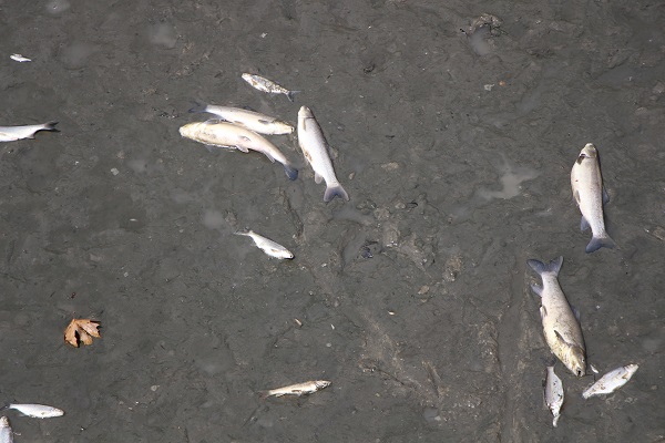 Aman dikkat zehirli olabilir! Buradan tutulan balıkları sakın yemeyin