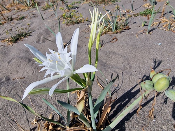 Foto - Aman dikkatli bakın! Siz siz olun bu çiçeği sakın kopartmayın