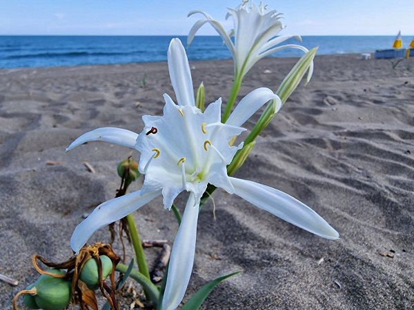 Foto - Aman dikkatli bakın! Siz siz olun bu çiçeği sakın kopartmayın