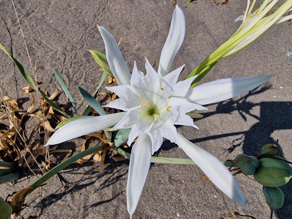 Foto - Aman dikkatli bakın! Siz siz olun bu çiçeği sakın kopartmayın