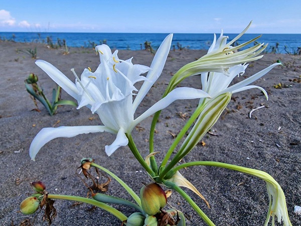Foto - Aman dikkatli bakın! Siz siz olun bu çiçeği sakın kopartmayın
