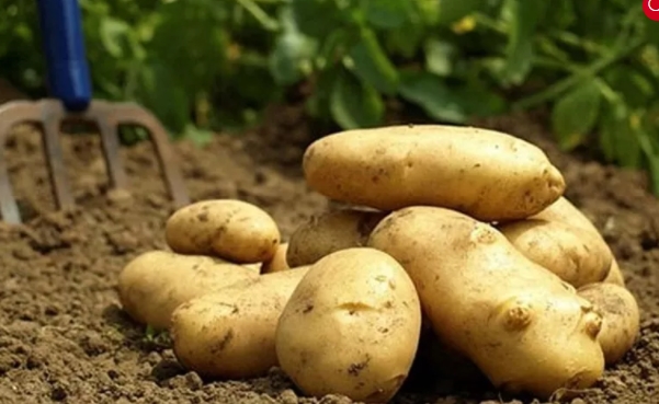 Foto - Aman sofranızdan eksik etmeyin! Zayıflattığı kanıtlanan mucize besinler!