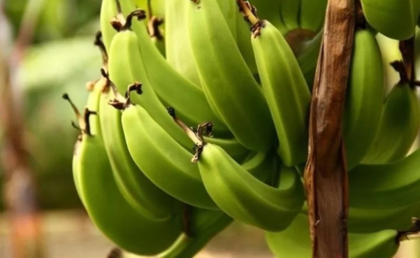 Aman sofranızdan eksik etmeyin! Zayıflattığı kanıtlanan mucize besinler!
