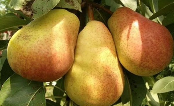 Foto - Aman sofranızdan eksik etmeyin! Zayıflattığı kanıtlanan mucize besinler!