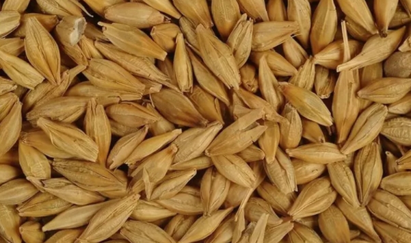 Foto - Aman sofranızdan eksik etmeyin! Zayıflattığı kanıtlanan mucize besinler!